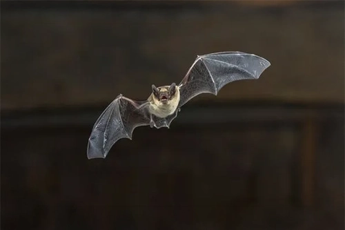 Bat Exclusions