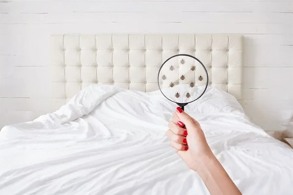 Bed Bug Treatments