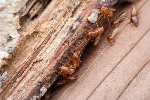 Warrantied Termite Treatments